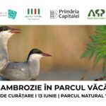 Ambrozia trebuie smulsă acum: apel la voluntari pentru acțiune de curățare în Parcul Natural Văcărești 
